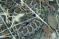 northern pacific rattlesnake