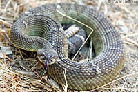 northern pacific rattlesnake