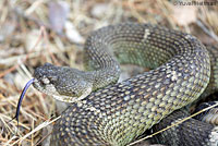 northern pacific rattlesnake