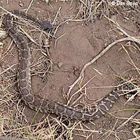 northern pacific rattlesnake