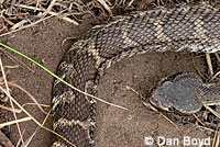 northern pacific rattlesnake