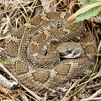 northern pacific rattlesnake