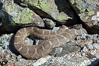 northern pacific rattlesnake