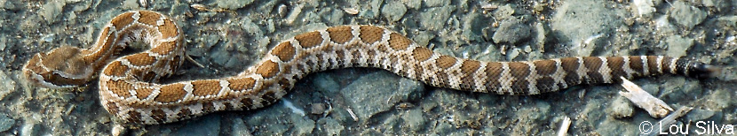 northern pacific rattlesnake