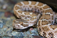 northern pacific rattlesnake