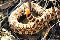 northern pacific rattlesnake