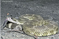 northern pacific rattlesnake