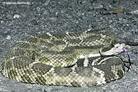 northern pacific rattlesnake