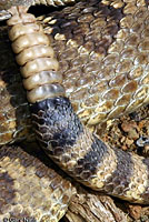 northern pacific rattlesnake