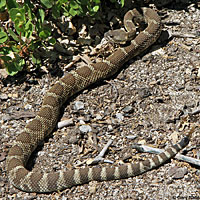 northern pacific rattlesnake