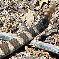 northern pacific rattlesnake