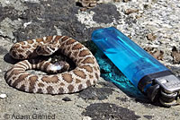 northern pacific rattlesnake