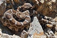 northern pacific rattlesnake