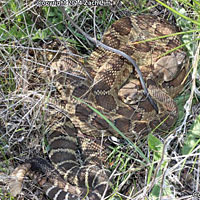 northern pacific rattlesnake