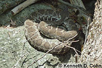 northern pacific rattlesnake