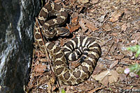 northern pacific rattlesnake