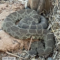 northern pacific rattlesnake