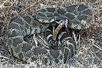 northern pacific rattlesnake