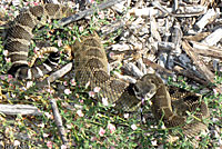 northern pacific rattlesnake