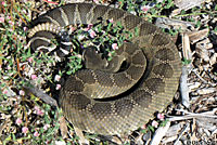 northern pacific rattlesnake