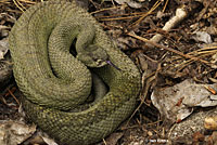 northern pacific rattlesnake