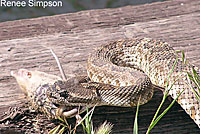 northern pacific rattlesnake