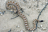 northern pacific rattlesnake