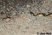 northern pacific rattlesnake