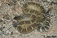 northern pacific rattlesnake