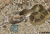 northern pacific rattlesnake