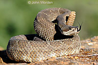 northern pacific rattlesnake