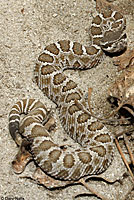 northern pacific rattlesnake