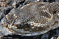 northern pacific rattlesnake