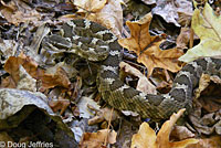 northern pacific rattlesnake