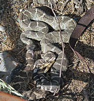 northern pacific rattlesnake