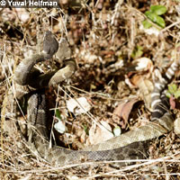 northern pacific rattlesnake