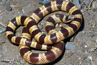 Nevada Shovel-nosed Snake