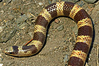 Nevada Shovel-nosed Snake