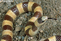 Nevada Shovel-nosed Snake