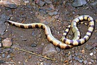 Nevada Shovel-nosed Snake