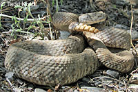 Speckled Rattlesnake