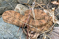 Speckled Rattlesnake