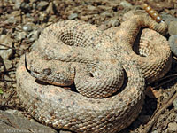 Speckled Rattlesnake