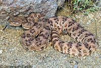 Speckled Rattlesnake