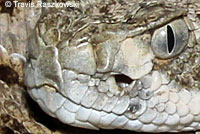 Western Diamond-backed Rattlesnake