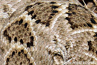 Western Diamond-backed Rattlesnake