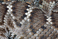 Western Diamond-backed Rattlesnake