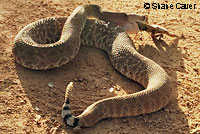 Red Diamond Rattlesnake