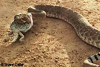 Red Diamond Rattlesnake