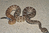 Red Diamond Rattlesnake